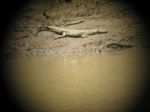 14799 Crocodile through binoculars.jpg